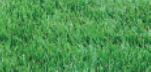 Tall Fescue grass